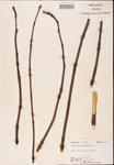 000001916-thumbnail.jpg