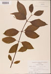 000001917-thumbnail.jpg