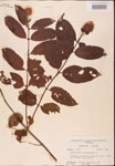 000001918-thumbnail.jpg