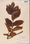 000001919-thumbnail.jpg