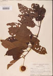 000001920-thumbnail.jpg
