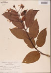 000001921-thumbnail.jpg