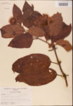 000001922-thumbnail.jpg