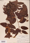 000001923-thumbnail.jpg