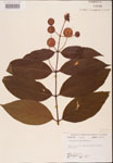 000001925-thumbnail.jpg