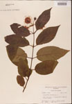 000001928-thumbnail.jpg
