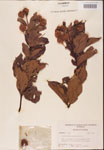 000001929-thumbnail.jpg