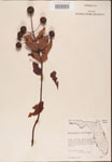 000001930-thumbnail.jpg