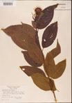 000001931-thumbnail.jpg