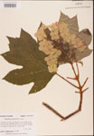 000001933-thumbnail.jpg