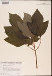 000001935-thumbnail.jpg