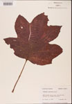 000001936-thumbnail.jpg