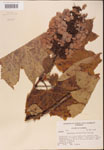000001937-thumbnail.jpg