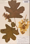 000001942-thumbnail.jpg