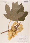 000001943-thumbnail.jpg