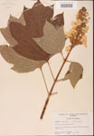 000001944-thumbnail.jpg