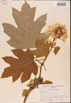 000001947-thumbnail.jpg