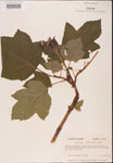 Hydrangea