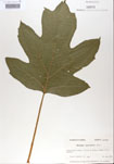 000001950-thumbnail.jpg