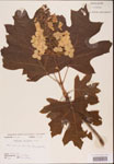 000001952-thumbnail.jpg