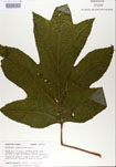 000001957-thumbnail.jpg