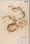 000001976-thumbnail.jpg