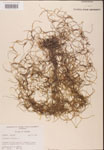 000001981-thumbnail.jpg