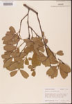 000001984-thumbnail.jpg