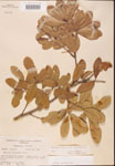000001985-thumbnail.jpg
