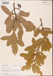 000002002-thumbnail.jpg