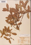 000002009-thumbnail.jpg