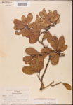 000002010-thumbnail.jpg