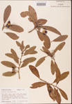 000002021-thumbnail.jpg