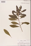 000002050-thumbnail.jpg