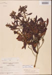 000002052-thumbnail.jpg