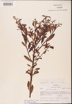 000002055-thumbnail.jpg