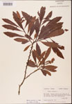 000002057-thumbnail.jpg