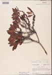 000002058-thumbnail.jpg