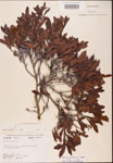 000002061-thumbnail.jpg