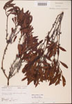 000002062-thumbnail.jpg
