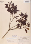 000002063-thumbnail.jpg