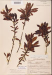 000002064-thumbnail.jpg
