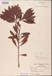 000002066-thumbnail.jpg