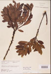000002067-thumbnail.jpg