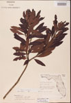 000002068-thumbnail.jpg