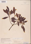 000002070-thumbnail.jpg
