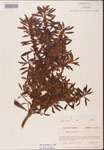 000002077-thumbnail.jpg