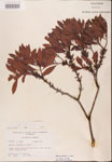 000002081-thumbnail.jpg