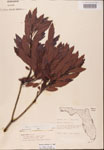000002084-thumbnail.jpg