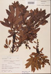 000002085-thumbnail.jpg